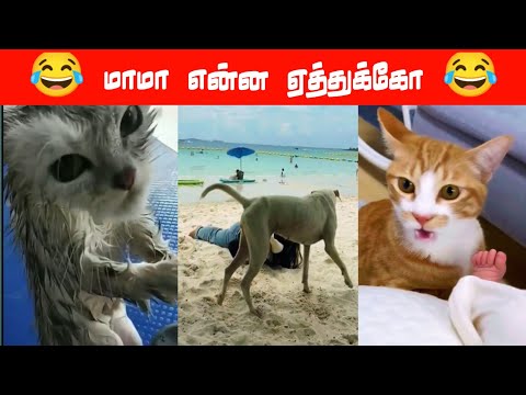 😂🐕🐈Give me 100 rupees 😂🐕🐈#viral #trending #comedy #funnyanimalvideos