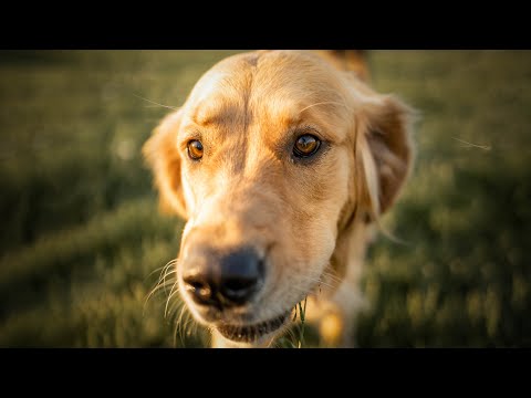 i asked strangers to take pictures of their golden retriever | POV Photography