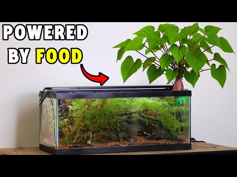 I Built a Mini Ecosystem(No Filter)