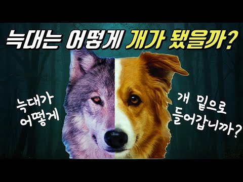 개는 어떻게 인간의 친구가 되었나?│개의 기원