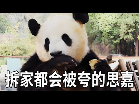 东北老爷们真的是太宠孩子了！思嘉就连拆家也会被夸夸，奶爸看思嘉的时候总是笑个不停【你好大熊猫】