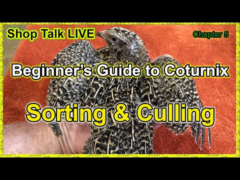 Shop Talk LIVE - Sorting & Culling - Beginner's Series