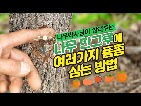감나무에 여러가지 품종을  접목(드릴접, 녹지접, 삽접), 다양한 감 품종 수확하기