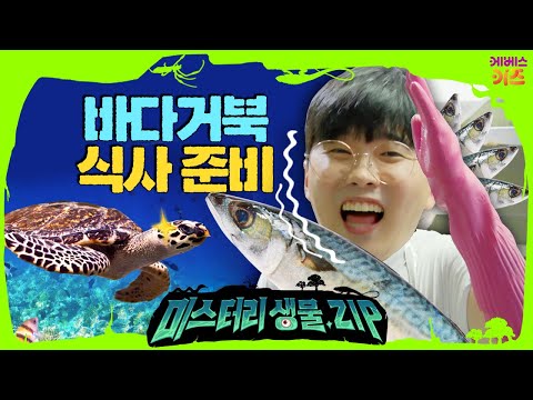 바다거북아 아프지마~ 꾹티비가 바다거북을 위해 먹이 손질을 해요!ㅣ미스터리생물집ㅣ꾹tvㅣKBS 220915 방송