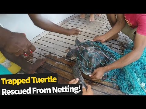 Amazing Rescue For A Turtle Stuck In Fishing Nets In The Maldives