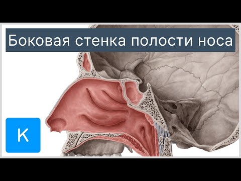 Боковая стенка полости носа - Анатомия человека | Kenhub