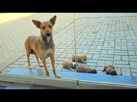 A stray dog I sheltered from the rain a week ago brought her puppies today! 💔🐶