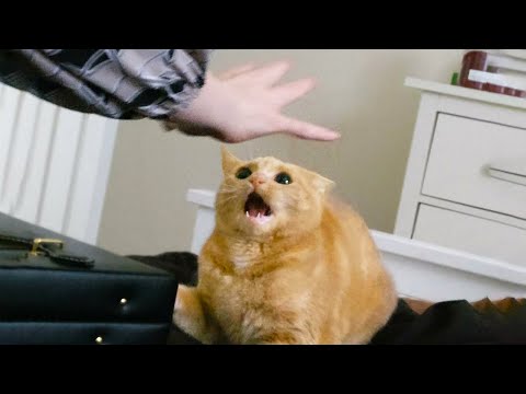 Funniest Cats Videos 2025 😼 Try Not To Laugh 😹