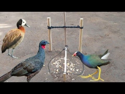 Armadilha para pegar passarinhos jacu perdis siricora paturi frango d'água-sobrevivência na selva.