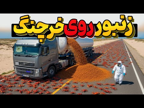 استرالیا میلیون ها مورچه کش رو ریخت روی 100 میلیون خرچنگ و نتیجه دیوانه کننده بود!