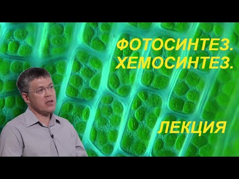 Пластиды. Фотосинтез, хемосинтез.