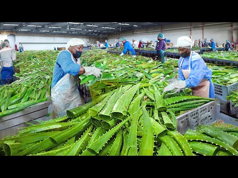 How They Process Millions of Fresh Aloe Vera Leaves in South Africa
