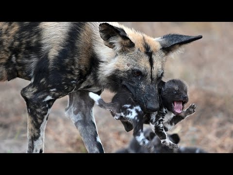 Alpha Wild Dog Carries Tiny Pups Kicking and Screaming into Den