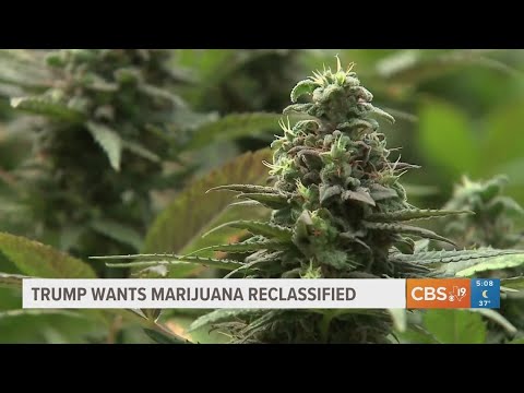 President Trump wants marijuana reclassified