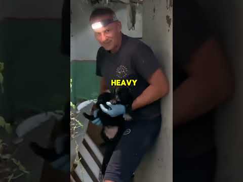 Abandoned Puppies in Abandoned House #puppy #baby #rescue #shorts #love