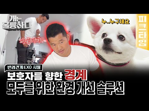 [#피크타임] 으르렁에 겁먹는 보호자를 보며 즐기는 시월이, 위협으로부터 보호자를 지키려던 네트? 모두를 위한 솔루션  | #개는훌륭하다 | KBS 220912 방송