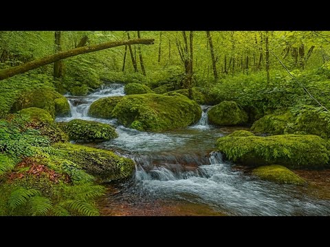 Amazing Green Forest Stream, Birds Singing, Nature Sounds for Sleeping
