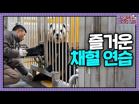 Potato Legs Time Disguised as Blood Collection Practice🥔💖 | Omniscient Installment Viewpoint ep. 244