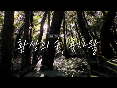 이상, 제주 [환상의 숲, 곶자왈] KBS제주 231114방송