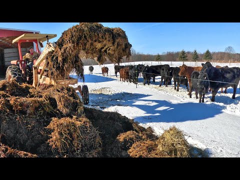 Pratfalls and Cattle Crap