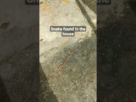 🐍snake found in the house