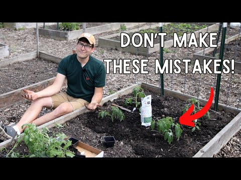 From Beginner to Pro Secrets to Perfect Tomatoes Revealed - AVOID These Mistakes