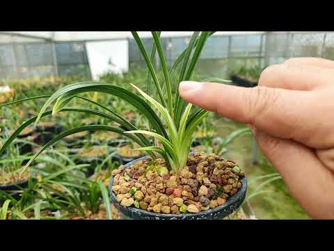 Lecture 1474, The Undying Sanban Shina Appreciation