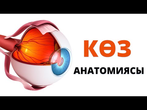 КӨЗ АНАТОМИЯСЫ | ҚҰРЫЛЫСЫ | ҚЫЗМЕТІ |