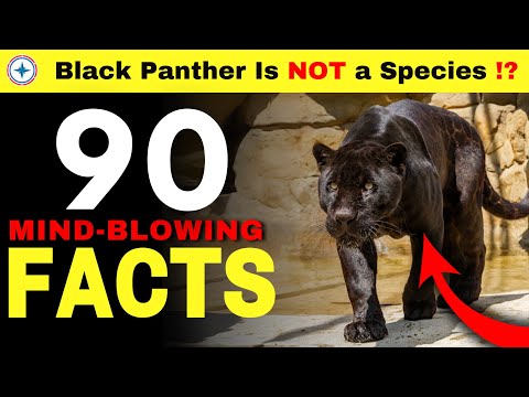 90 Interesting FACTS You'll Wish You Knew Sooner! [ #17 ]