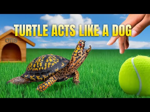 OTIS the World’s Most Personable Reptile! Garden State Tortoise 