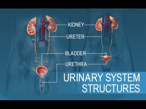 Anatomy and Physiology of Urinary System