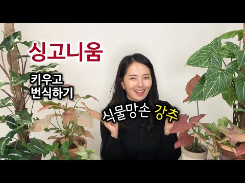 싱고니움 키우기, 번식 방법 (초보자 강추)