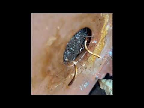 Maple bonsai 40+ yrs old root prune