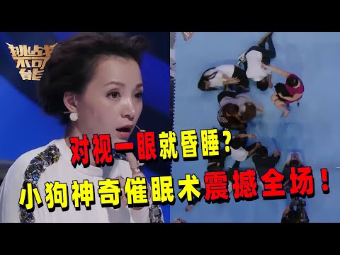 对视即昏睡？其实是蝴蝶犬的催眠魔法！小狗公主催眠人类 前所未有的挑战究竟有什么秘密？| 挑战不可能 Impossible Challenge