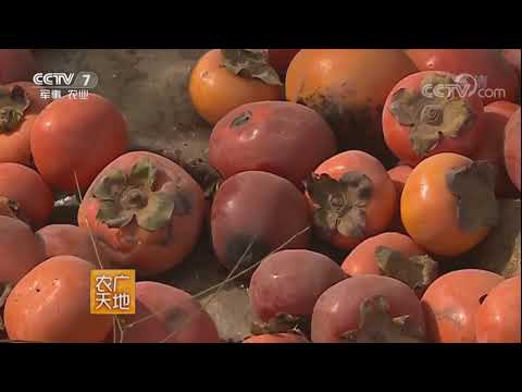 《农广天地》 20171109 种甜柿发甜财