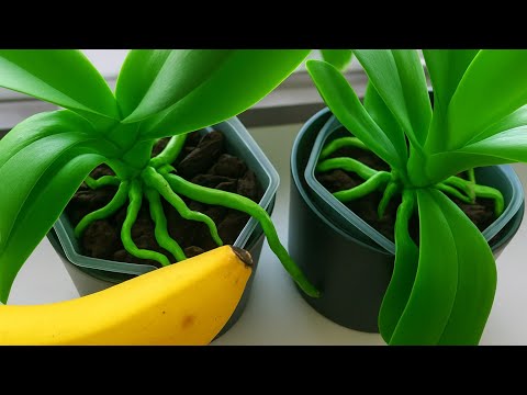 Orchids developed abundant roots and leaves with this treatment #orchid #orchidcare#indoorgardening 