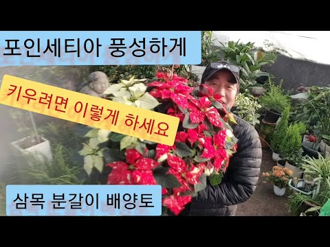 축복을 주는 성탄절 화초 '포인세티아' 누구나 풍성하게 키우는 방법 (삽목,분갈이,배양토,영양제 관련 꿀팁까지)