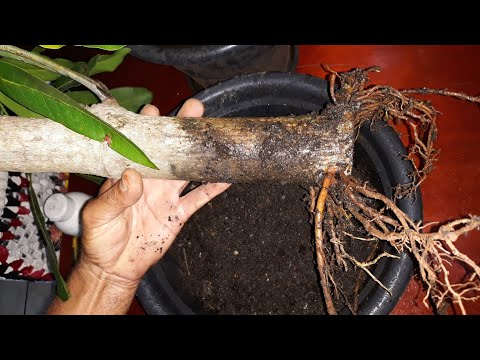 ROOTING OF A THICK MANGO BRANCH!!! AMAZING