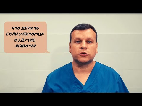ЧТО ДЕЛАТЬ, ЕСЛИ У ВАШЕГО ПИТОМЦА ВЗДУТИЕ ЖИВОТА?