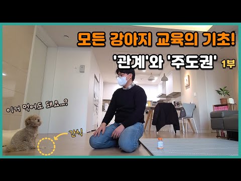 모든 강아지 교육의 기초! '관계'와 '주도권' 1부 (1/2) | 말티푸 밤이