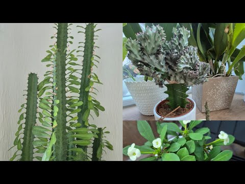 Мои любимые МОЛОЧАИ - platyclada, lactea, milii,  leuconeura, trigona. Маленький обзорчик.