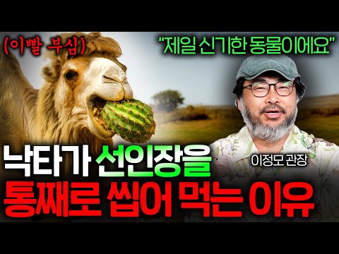 How do camels chew whole cacti? (Why camels can live anywhere on Earth) | Science Week EP.41