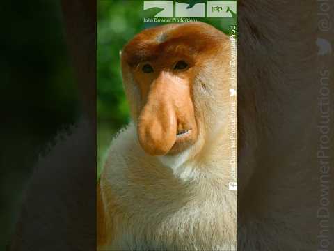 The bulbous-nosed monkey! #proboscismonkey #borneo #davidtennant #wildlife #funny #animals