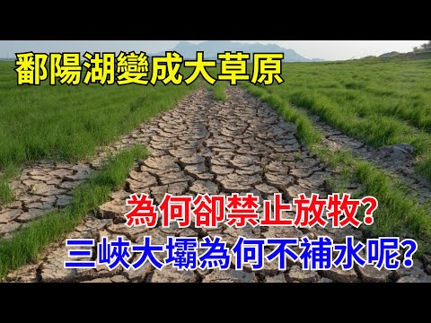 鄱陽湖變成大草原，為何卻禁止放牧？三峽大壩為何不補水呢？#大國工程#高鐵建設#工程奇跡#中國製造#大國故事