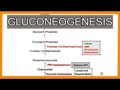 Gluconeogenesis