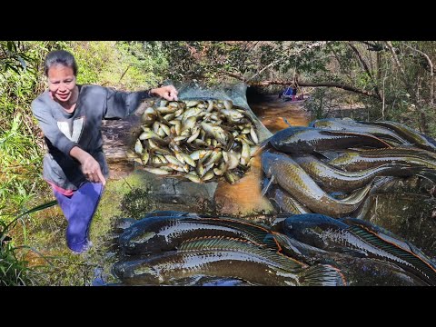 A spectacular display of overflowing mountain fish in a cooler, all packed into a basket! Decembe...