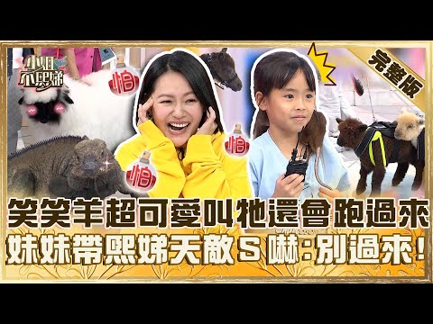 我家有座動物園！笑笑羊超可愛叫牠還會給回應！妹妹肩上背「熙娣天敵」小Ｓ嚇慘：不要過來！【#小姐不熙娣】20240927 完整版 EP656 竇智孔 柯有倫