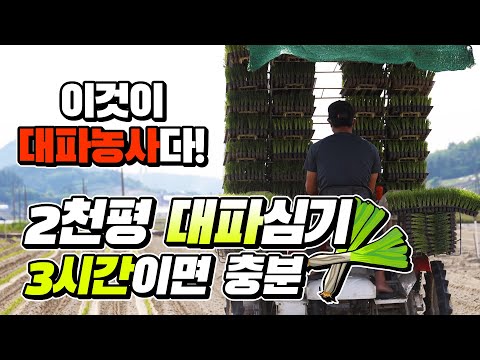대파 모종 심기 ,작물을 알고  농사를 생각하다! - 신안 임자도 대파정식현장 -