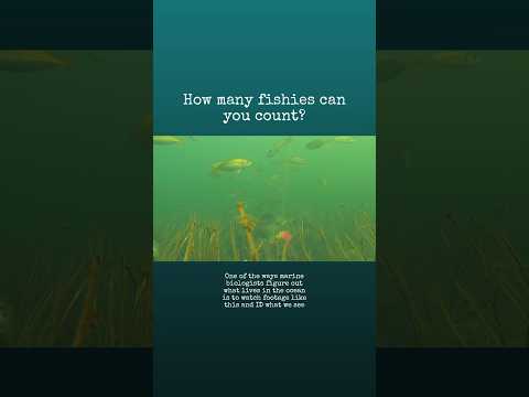 #marinebiology #marinebiologist #fish #science #fieldwork #underwater #oceanlife #animal