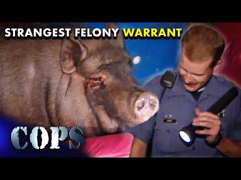 The Curious Case Of The Lone Pig: A Surprising Find During A Felony Warrant | Cops TV Show